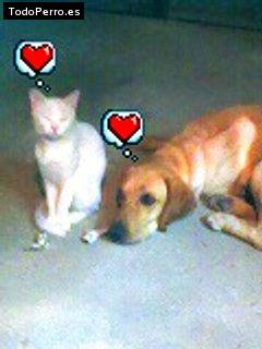 Foto del perro Strusky
