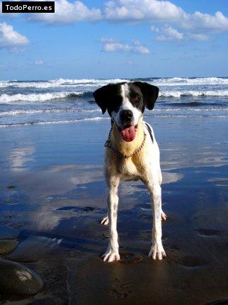 Foto del perro Risco