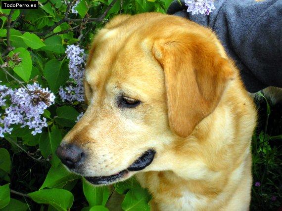Foto del perro Truko