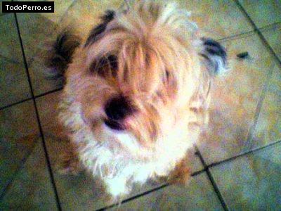 Foto del perro Bernardo