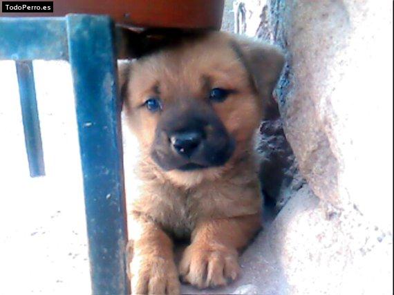 Foto del perro Scott