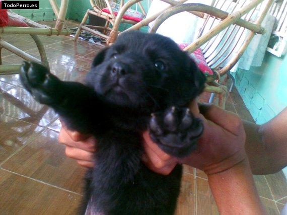 Foto del perro Boby