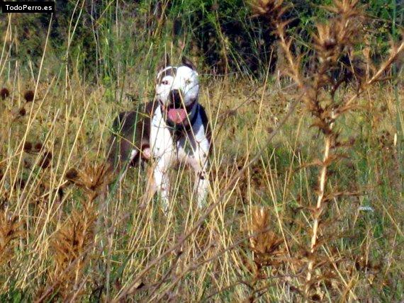 Foto del perro Roy
