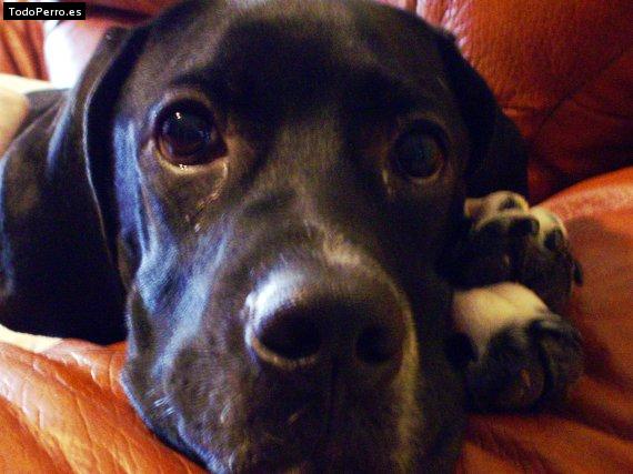 Foto del perro Bochan