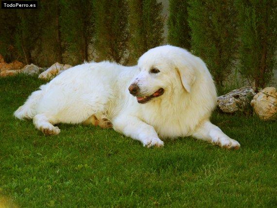 Foto del perro Bob marley (boby)