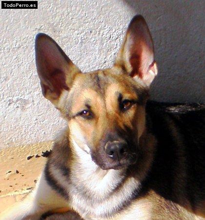 Foto del perro Sassa