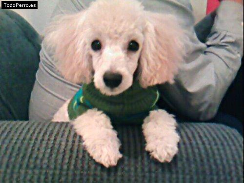 Foto del perro Brack