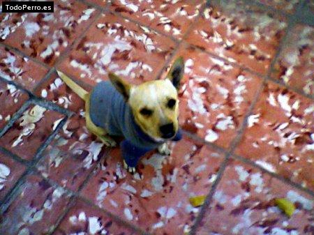Foto del perro Tovi