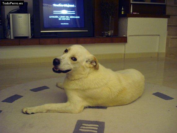 Foto del perro Scotty