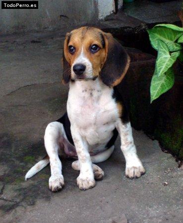 Foto del perro Panchita