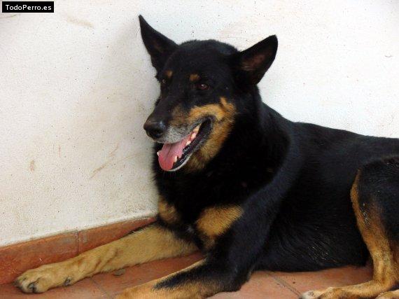 Foto del perro Mayko