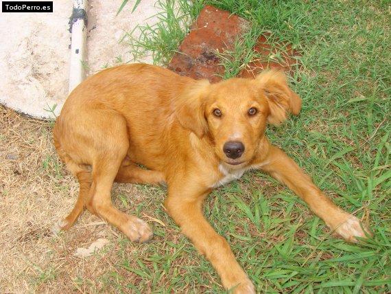 Foto del perro Boody