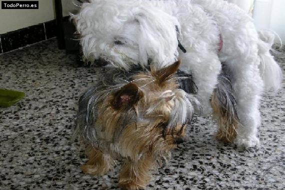 Foto del perro Toddy