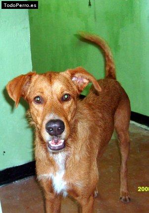 Foto del perro Scooby