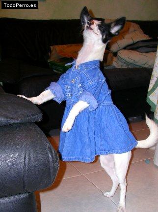 Foto del perro Hannah