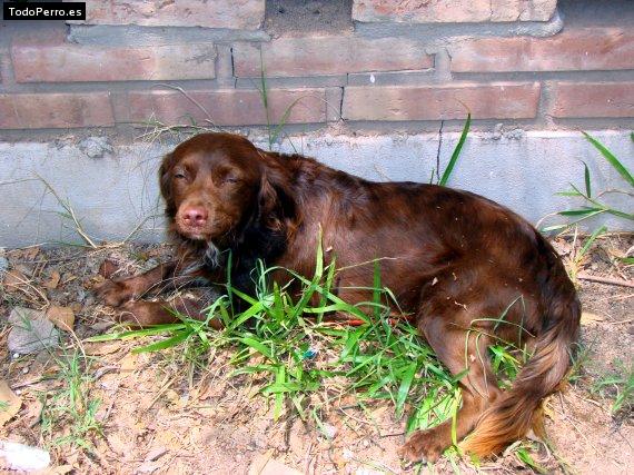 Foto del perro Osito