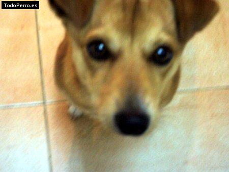 Foto del perro Tomy