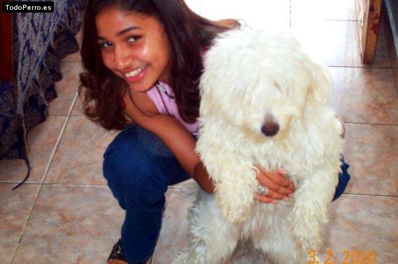 Foto del perro Jalina