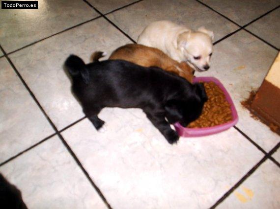 Foto del perro Perlita,nieve y clifor