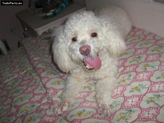 Foto del perro Beauty