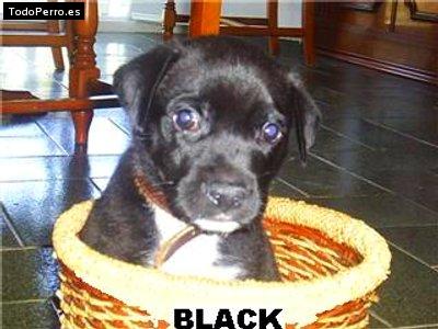 Foto del perro Black