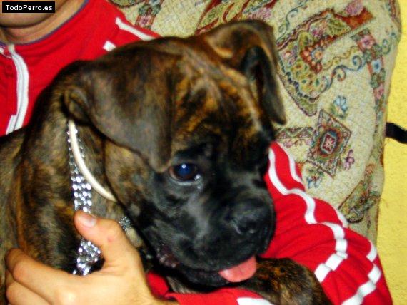 Foto del perro Hulk
