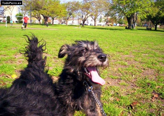 Foto del perro Jara