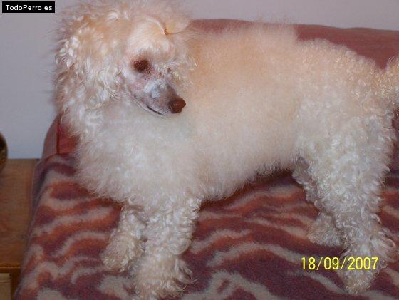 Foto del perro Mateo timoteo