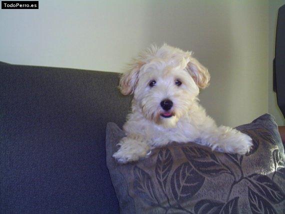 Foto del perro Tiny