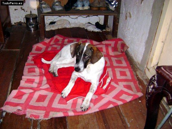 Foto del perro Sairy