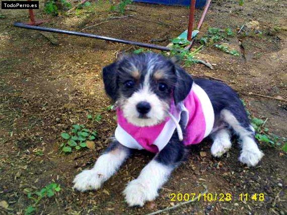 La foto del perro Chispita Foto del perro Chispita