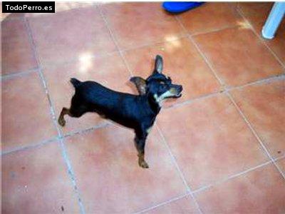 La foto del perro Cuca Foto del perro Cuca