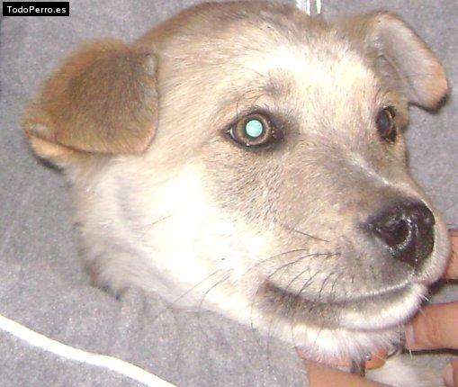 Foto del perro Baltazar