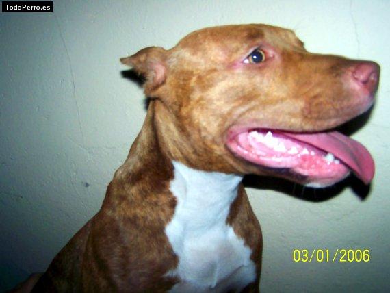 Foto del perro Maggy