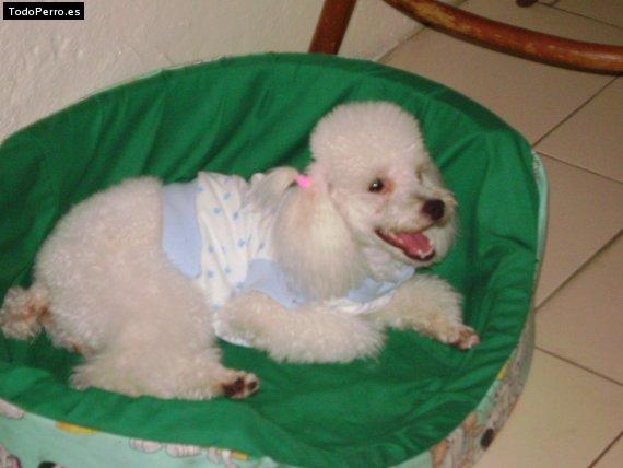 Foto del perro Nany