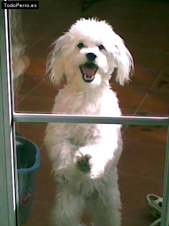Foto del perro Ewe