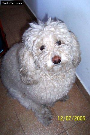 La foto del perro Badino Foto del perro Badino