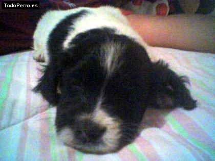 Foto del perro Niño