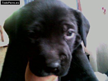 Foto del perro Triniti