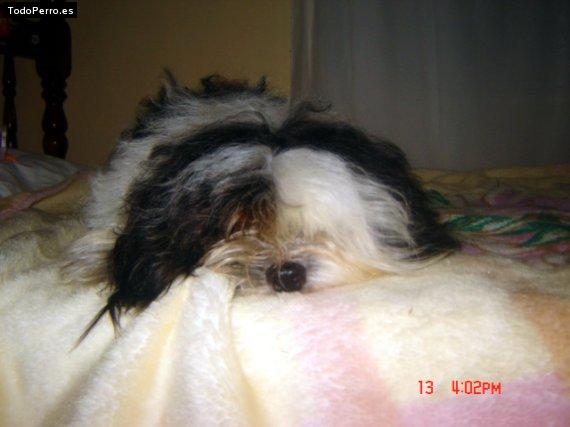 Foto del perro Sevastian