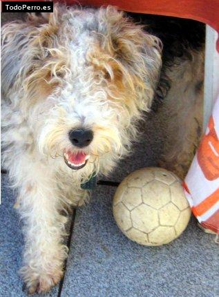 Foto del perro Cachimbo