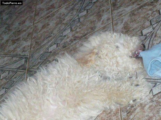 Foto del perro Mateo