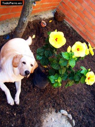 Foto del perro Galileo gross