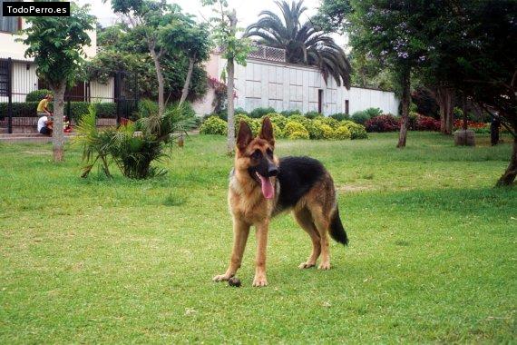 Foto del perro Kroll von krieghaus