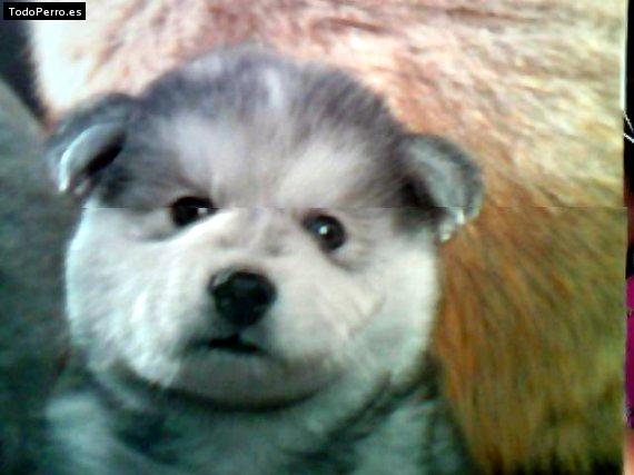 Foto del perro Tina