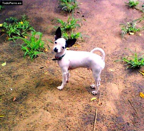 Foto del perro Escopeta y larry