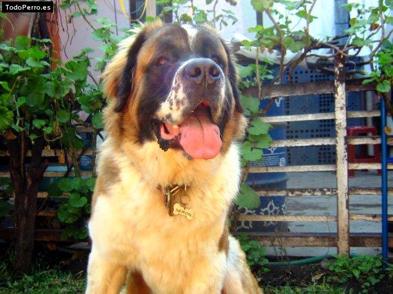 Foto del perro Neron