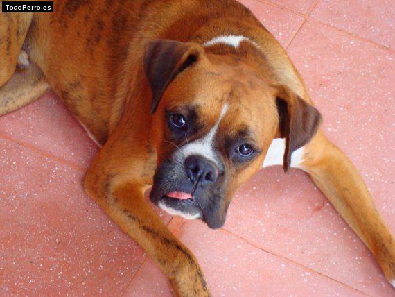 Foto del perro Brando
