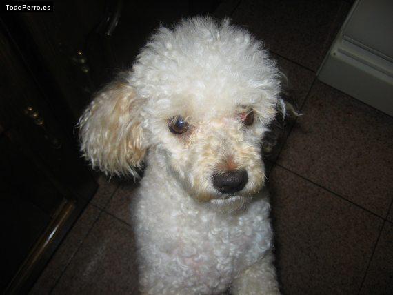 Foto del perro Spankey