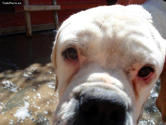 Foto del perro Tomasito